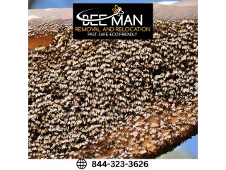 Bee Removal Service San Diego