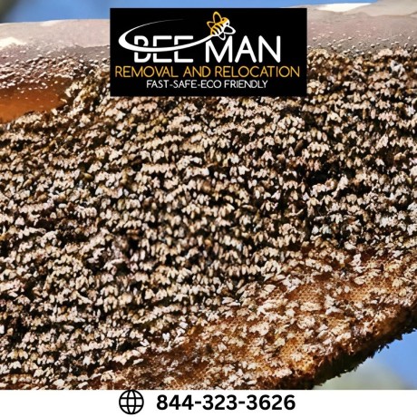 bee-removal-service-san-diego-big-0