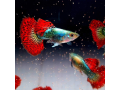 buy-tropical-fish-online-small-0