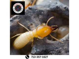 Dial +1 713-357-1627 for Top-notch Termite Treatment in Texas!
