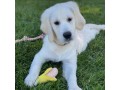 english-cream-golden-retriever-small-0