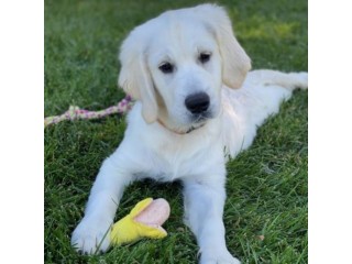 English Cream Golden Retriever