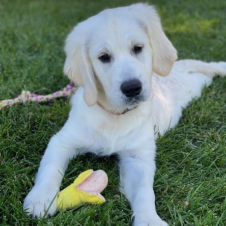 english-cream-golden-retriever-big-0