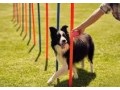 arizona-dog-training-small-0