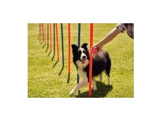 Arizona Dog Training