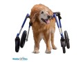 wheels4dogs-small-2