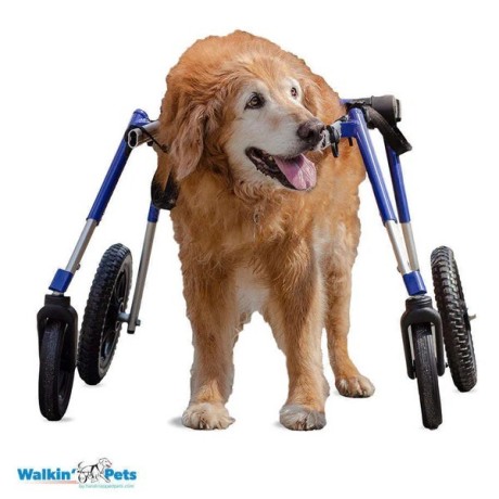 wheels4dogs-big-2